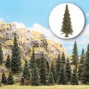 10 Sapins avec pied / Pine Trees w/ roots, 6-13,5cm