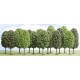 15 Arbres à feuilles caduques / Deciduous trees, 9-14cm