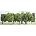 15 Arbres à feuilles caduques / Deciduous trees, 4-6cm
