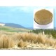 Champ de blé et jonc / Grain field and reeds, 125gr