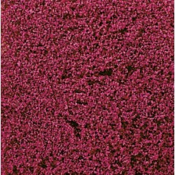 Tapis de fleurs lillas / Ground Cover Erika,14 x 28 cm