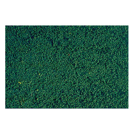 Microflor, Vert foncé / Mikroflor dark green, 28x14cm