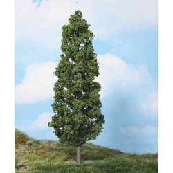 Hêtre / Beech tree, 27cm