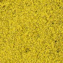 Tapis de fleurs jaunes / Ground Cover yellow,14 x 28 cm