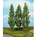 3 peupliers / 3 Poplar trees, 18cm