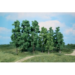 30 Feuillus / Birch Trees 12-18 cm