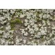 Tapis de Neige / Snowy Meadow Mat