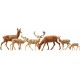 Cerfs et daims / Fallow deer + red deer, 12 pces N