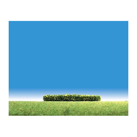 3 Haies fleuries jaunes / Hedges, flowering yellow