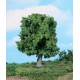 Chêne / Oak Tree, 18cm