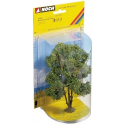 Acacia 15 cm