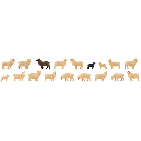 18 Moutons domestiques / 18 Domestic sheep H0