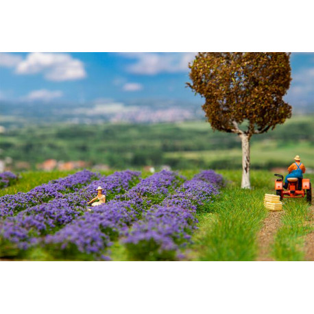 Champ de lavande / Lavender field