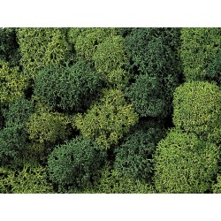 Mousse Assortiment verts / Lichen, Green Mix, assorted, 35 gr