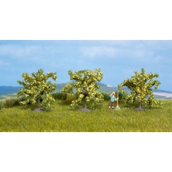 3 Citronniers / Lemon Tree, 4cm